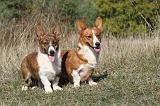 CORGI CARDIGAN 055